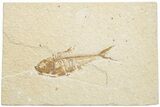 Fossil Fish (Diplomystus) - Green River Formation #217616-1